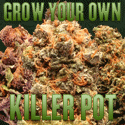 how to grow marijuana pot weed cannabis 420 guide