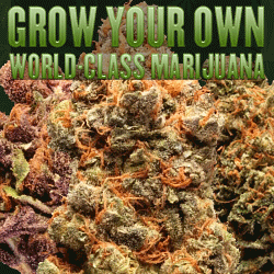how to grow weed marijuana growing cannabis pot