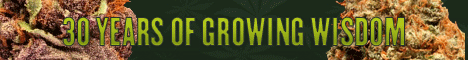 how to grow weed marijuana growing indoors outdoors soil hydroponics