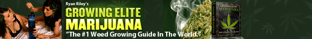 how to grow weed